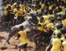 SC bans Jallikattu, bullock-cart races