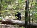 Last moments of Indian-origin hiker killed by a bear