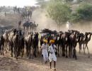 PICS: World's LARGEST camel fair starts in Pushkar