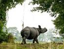 Coming soon: Rhino Protection Force in Assam