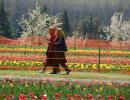 Sight to behold: A million tulips are in full bloom in Srinagar