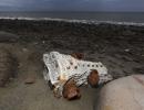 MH370: Window panes, aircraft cushions washed up, says Malaysia