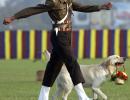 Army dogs to walk down Rajpath this R-Day after 26 years