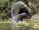 MUST SEE: Two crocodiles fight to the death