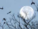 In a first since 1977, rare full moon to light up Christmas Day