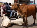 How Indians worship, yet neglect, the cow