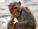 No kidding! This monkey is all set to become a millionaire