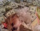 These richie rich dogs are sure to make you jealous