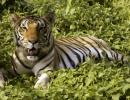 Tiger numbers roaring in India, up from 1,400 to 2,226