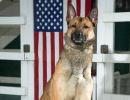 7 elite US canine officers have landed in Delhi