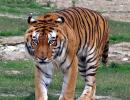 Why India should be worried even though tiger numbers are up