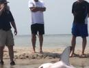 MUST SEE: Beachgoers helped rescue stranded shark