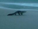 OMG! Man spots crocodile on Goa beach