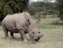 This is the world's last white rhino