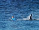 Jaw-dropping moment surfer survives shark attack