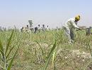 Punjab farmer who met Rahul Gandhi recently commits suicide