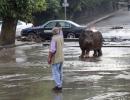 Real life Jumanji! When a hippo roamed the streets of Georgia's capital