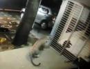 Brave dog chases leopard away from house in Mumbai