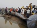 Stranded on Alibaug beach for over 10 hours, 42-ft long blue whale dies