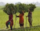 Jairam Ramesh: 2014 land Act will take us back to 1894!