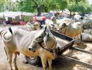 Madras HC stays ban on sale of cattle for slaughter