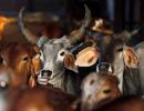 The truth about cow slaughter in India