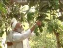 Aam aadmi Modi! Meet the farmer who named mango after PM