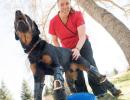 Woof! 'Robodog' Brutus learns to walk on artificial limbs