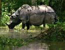 No home for rare rhinos: Floods in Assam spell doom