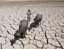 Dry as hell! 105 farmers commit suicide in a month in Marathwada