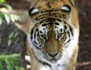 Tiger numbers roar back for first time in 100 years