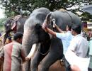 Why we shouldn't ban elephants in Kerala temples