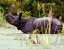 Hours after Royal visit, another rhino killed at Kaziranga