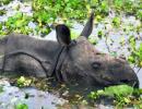 Assam flood: Over 200 animals drown at Kaziranga