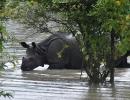 Protecting Kaziranga's rhinos from floods, poachers