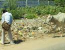 What PM needs to do about cows eating plastic