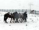 PHOTOS: First snow of season covers Gulmarg