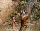 PHOTOS: Inside Thailand's tiger temple