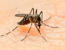 Zika virus: Centre issues guidelines; warns against travel to affected areas