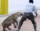 Spotted: Leopard strays into Bengaluru school on Sunday