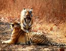 Are Adivasis being driven out to save the tiger?