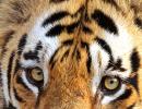 How India's tiger population increased by 30%