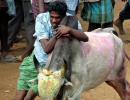 SC refuses to allow Jallikattu, protests intensify in TN