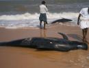 Why did 100 whales get beached in Tuticorin?