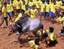 Tamil parties pin their hopes on ordinance to bring jallikattu back