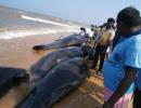 'An impending quake caused whale beaching in TN'