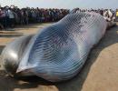 PHOTOS: Mumbai awakes to 30-foot long whale on beach