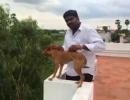 How Chennai identified the dog-thrower