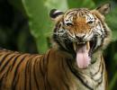 Are India's tiger numbers inflated?