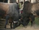 Dadri villagers banned from meeting, tension over new beef report